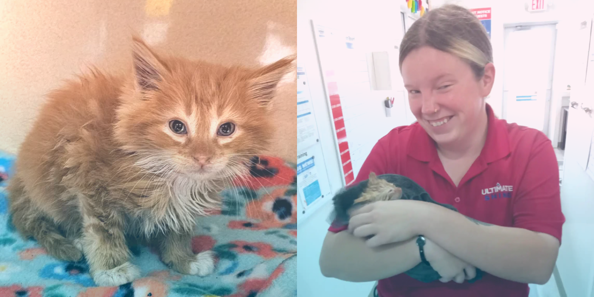 Tiny kitten rescued after harrowing experience in car wash tunnel